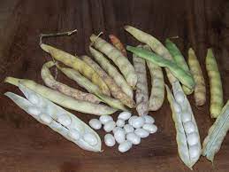 Haricots Coco