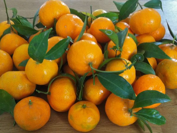 Mandarine  Tardivo feuilles (les 500 gr)