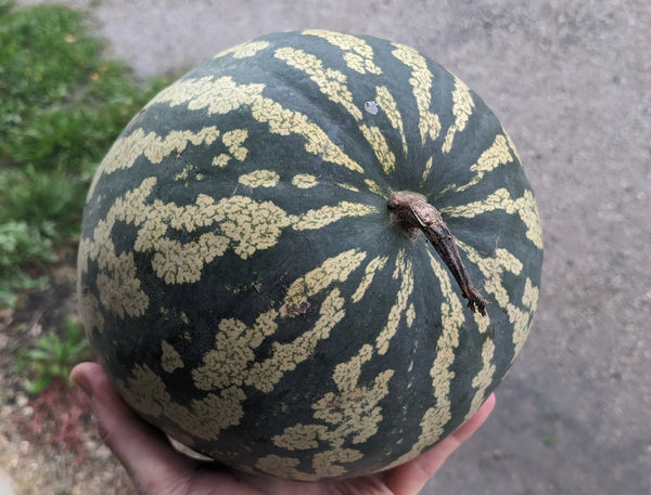 Pastèque pour confiture(la piece)