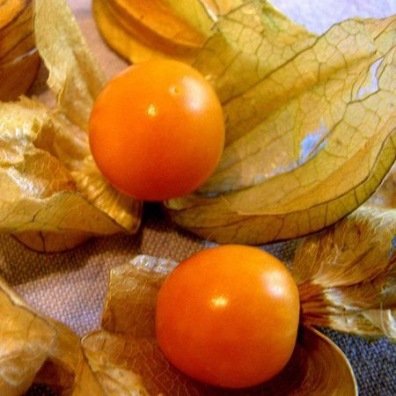 Physalis