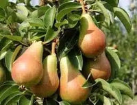 Poire Carmen