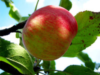 Pomme initial Gala ( nouvelle recolte)