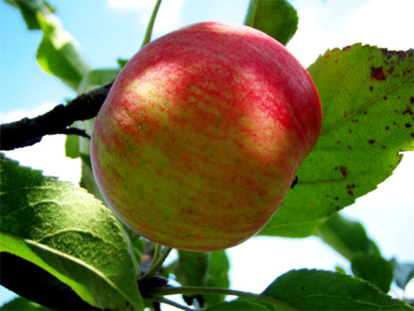 Pomme initial Gala ( nouvelle recolte)