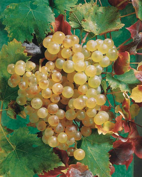 Raisin Chasselas