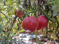 Tomate ancienne  Cœur de Bœuf rose(le kg)