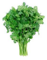 Coriandre (la botte)