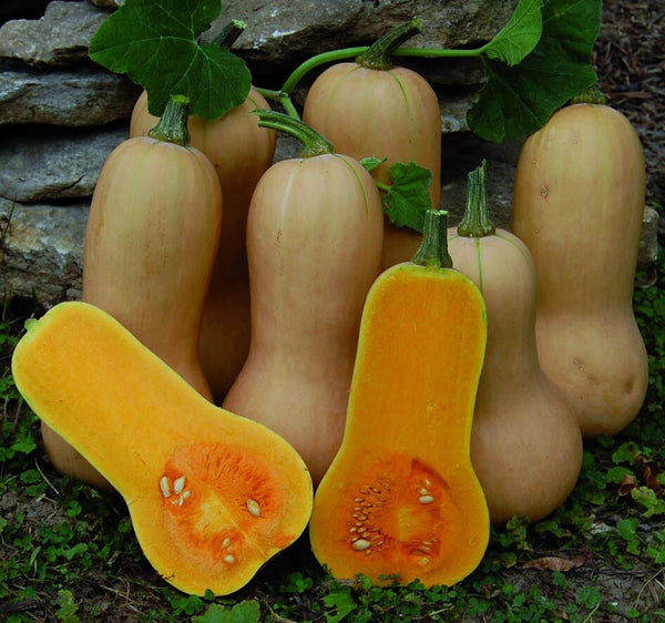 Courge Butternut (La pièce)