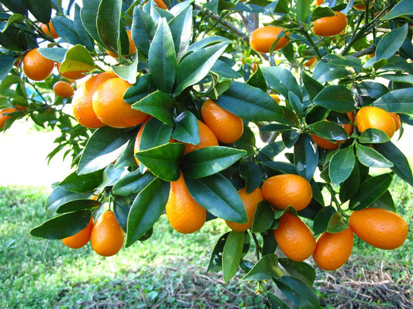 Kumquat de Corse