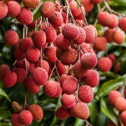 Litchis