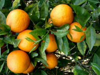 Oranges a jus