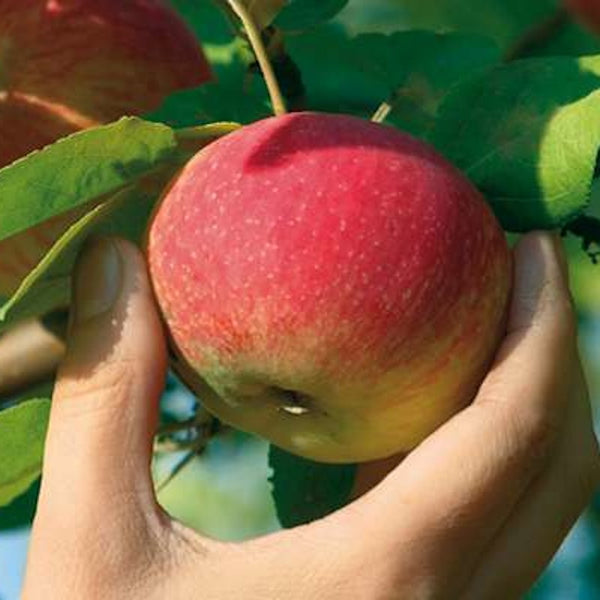 Pommes Daliclass (nouvelle récolte)