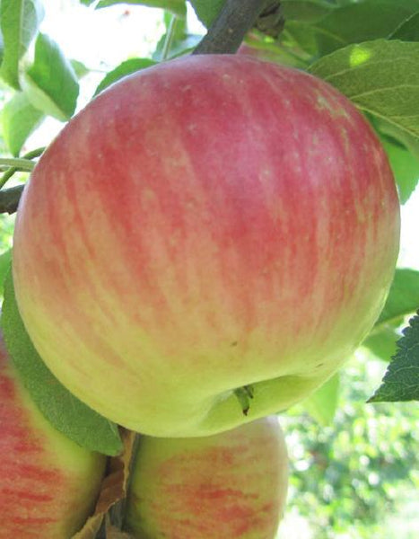 Pommes Daligris (nouvelle récolte)
