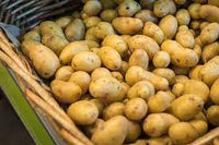 Pomme de terre primeur