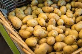 Pomme de terre primeur