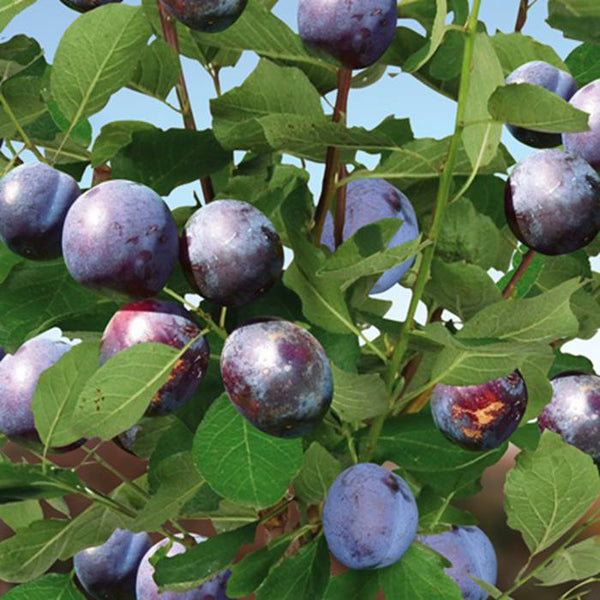 Prune Datil (Mirabelle noire)