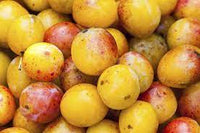 Prune mirabelle