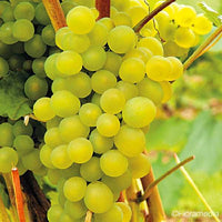 Raisin Exalta (Variété sans pépins)