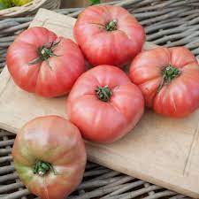 Tomate Generose